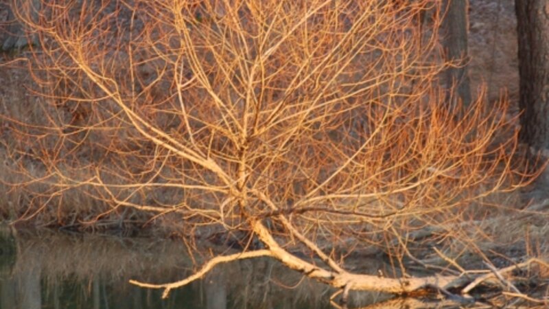 Reflections are