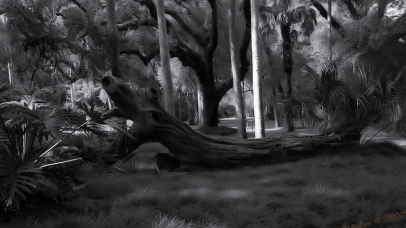 Velvet Forest
