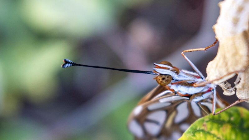 Photograph of a gulf fritillary butterfly emerging from it pupa state titled Waiting To For The World To Begin