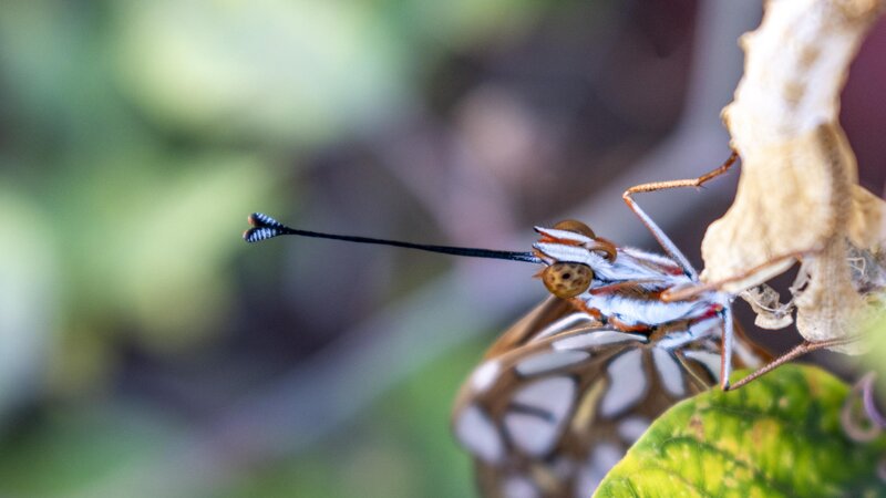 Photograph of a gulf fritillary butterfly emerging from it pupa state titled Waiting To For The World To Begin