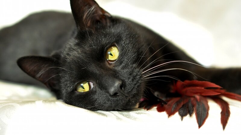 Pound cat Finn - Inner beauty exposed