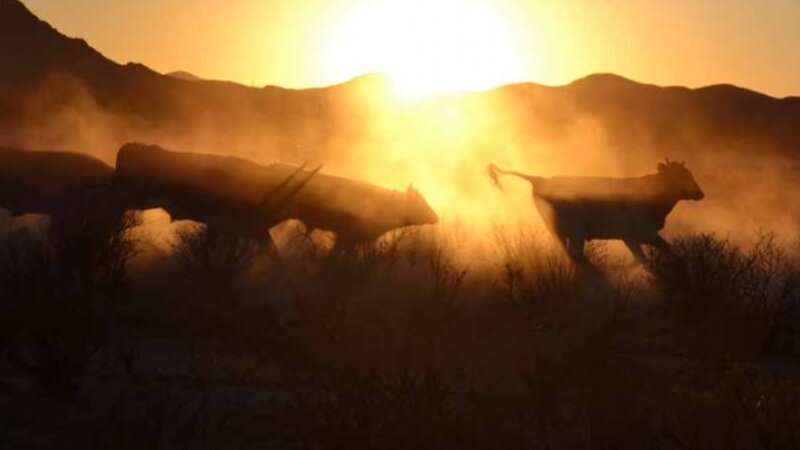 Cattle in the Dust