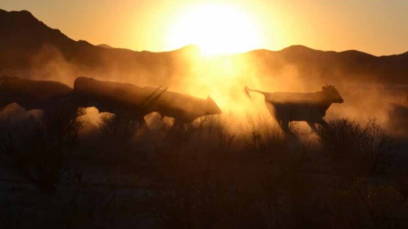 Cattle in the Dust