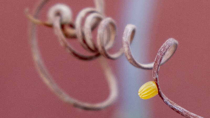 Photograph of a gulf fritillary egg on passion flower vine titled Waiting To For The World To Begin