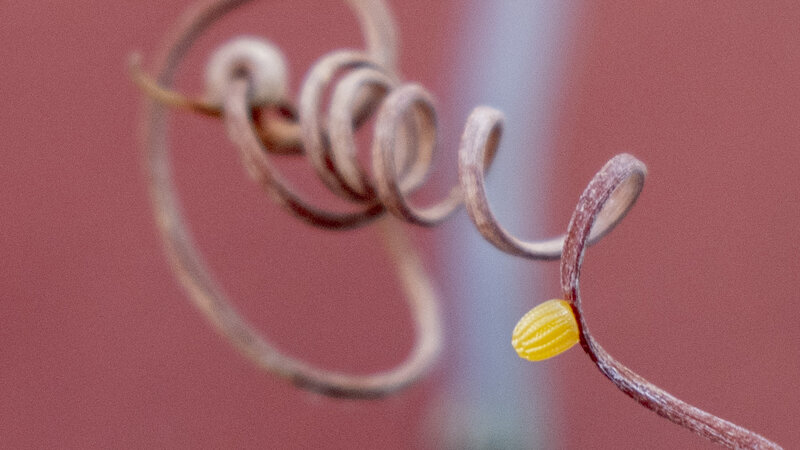 Photograph of a gulf fritillary egg on passion flower vine titled Waiting To For The World To Begin