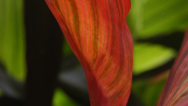 Crimson Canna