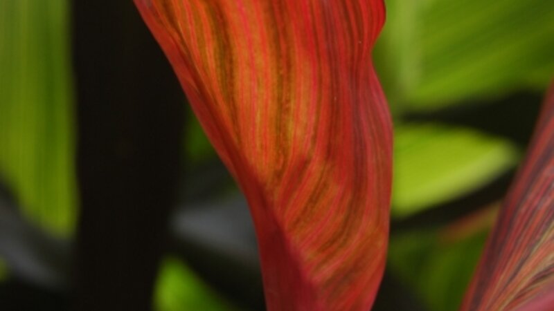 Crimson Canna