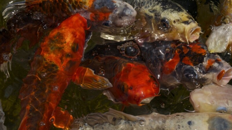 Koi Pond in Wine Country, California