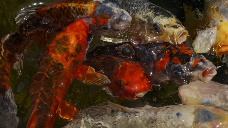 Koi Pond in Wine Country, California