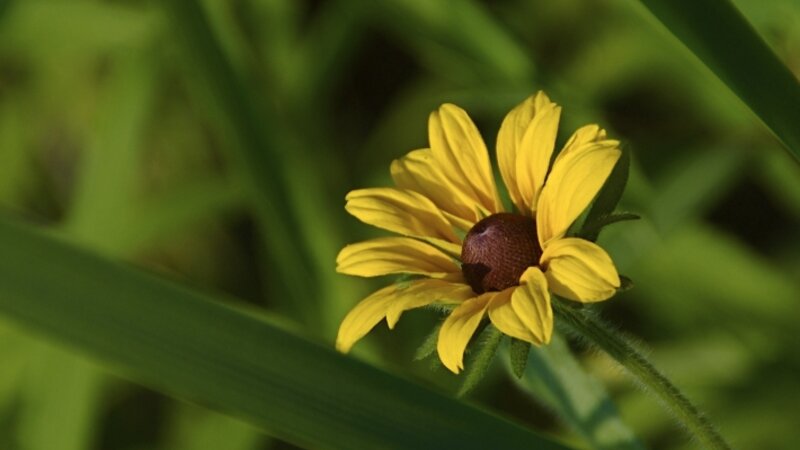 Lone beauty