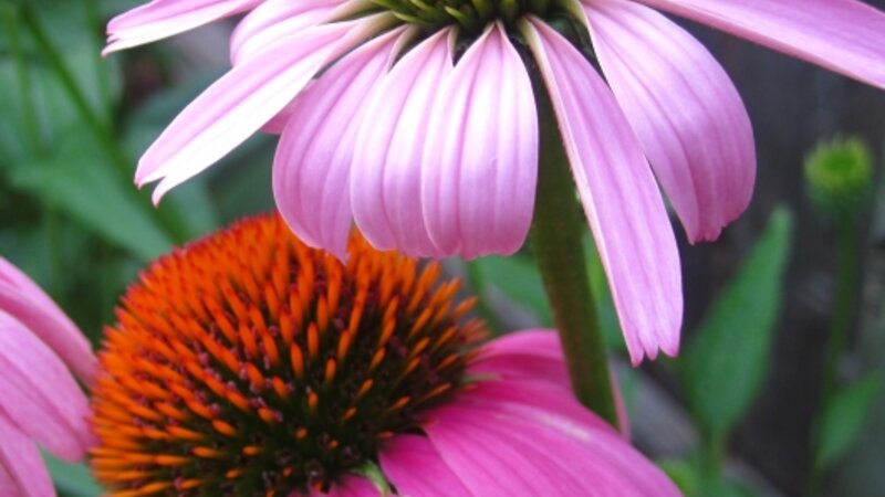 Outstanding Purple Cone Flowers