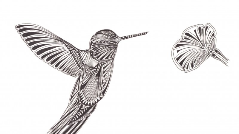 Hummingbird