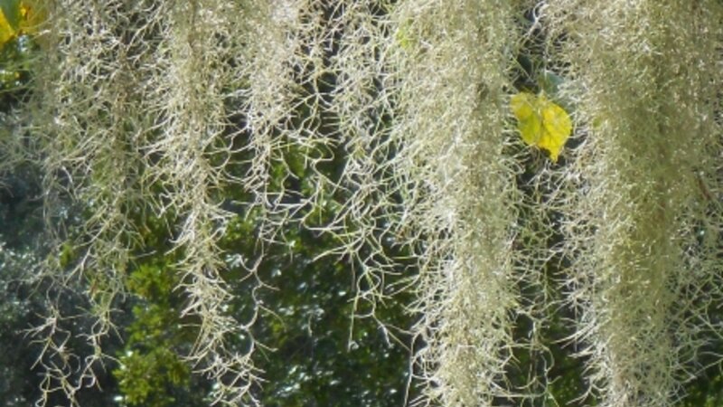 Moss In The Morning