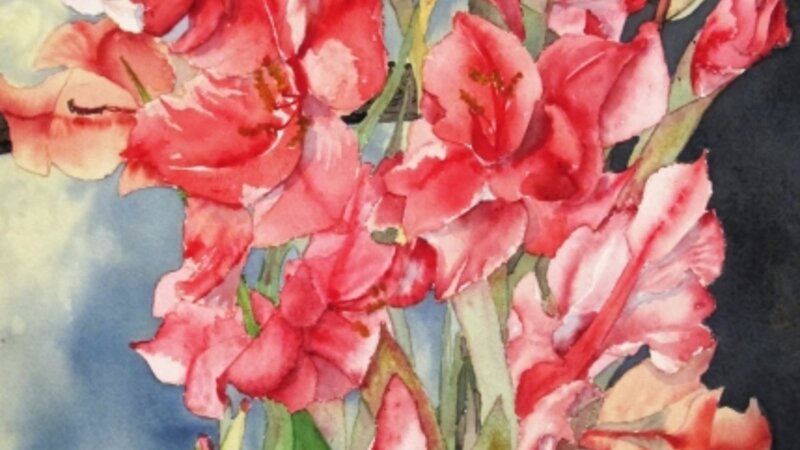 The Pink Gladiolus