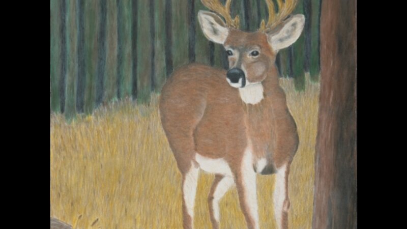 Deer in the Woods