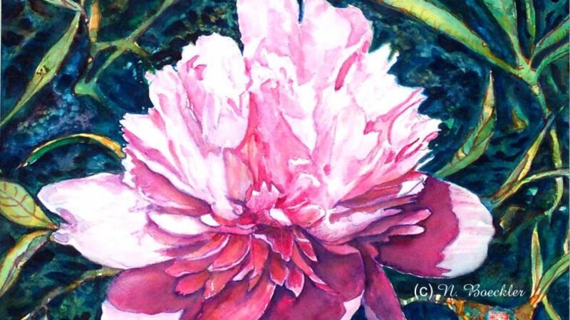 Pink Peony