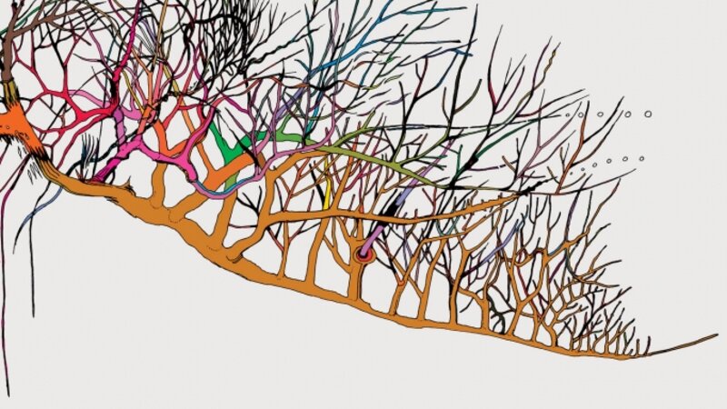 Dharma tree