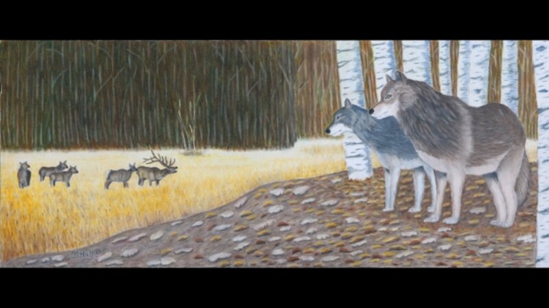 "Dinner" - Wolves and Elks