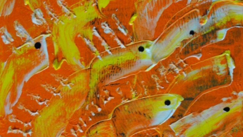 Don't be Koi