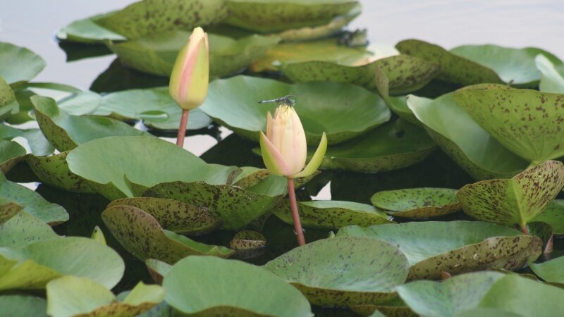 Dragonfly on waterlily