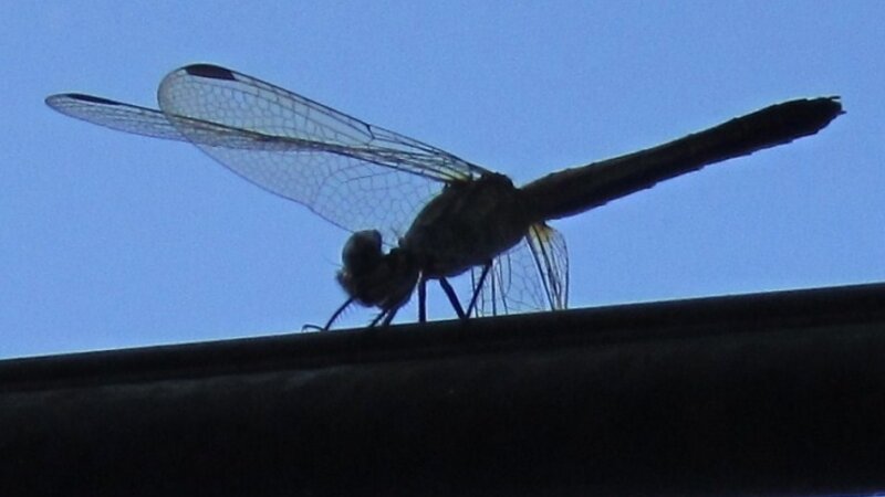 DragonFly on Power Wire