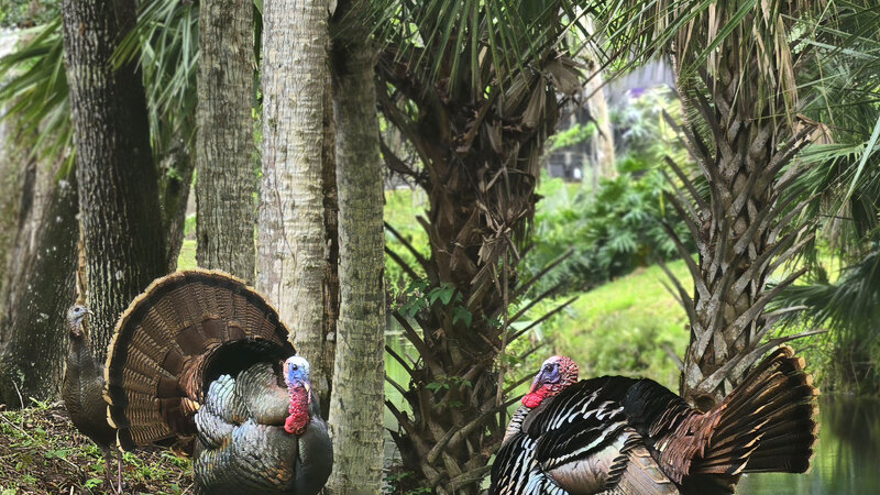 Two Tom turkeys vying for a female's attention