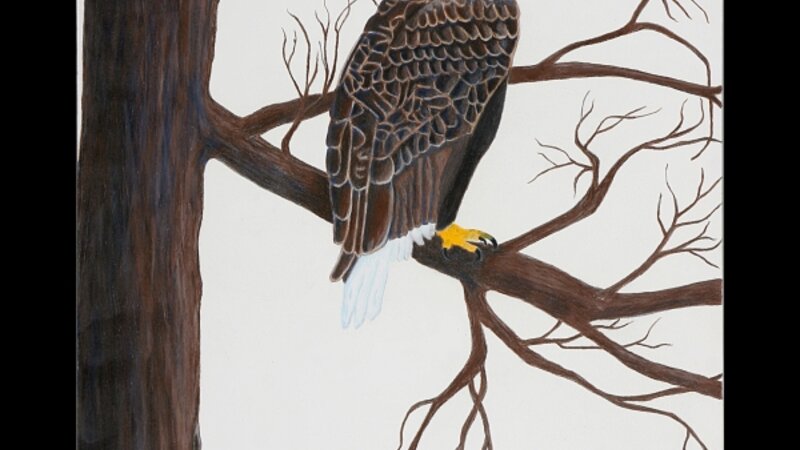 "Ready to Hunt" Bald Eagle