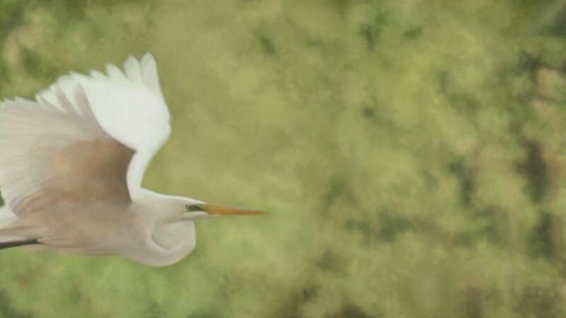 Egret in flight