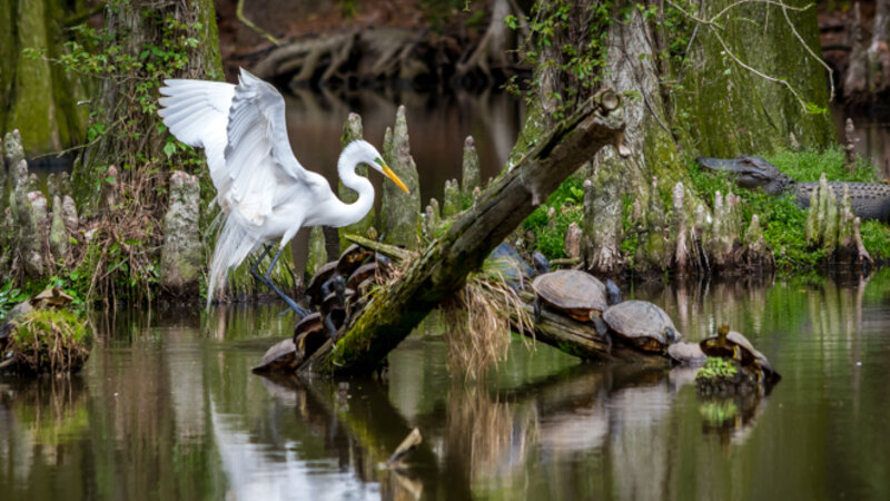 Creatures of the Swamp
