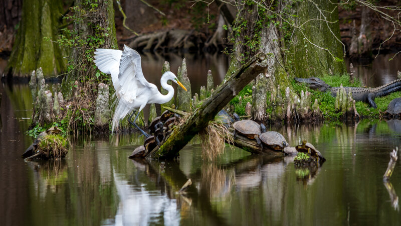 Creatures of the Swamp