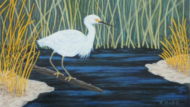 Down in the Bayou - Snowy Egret
