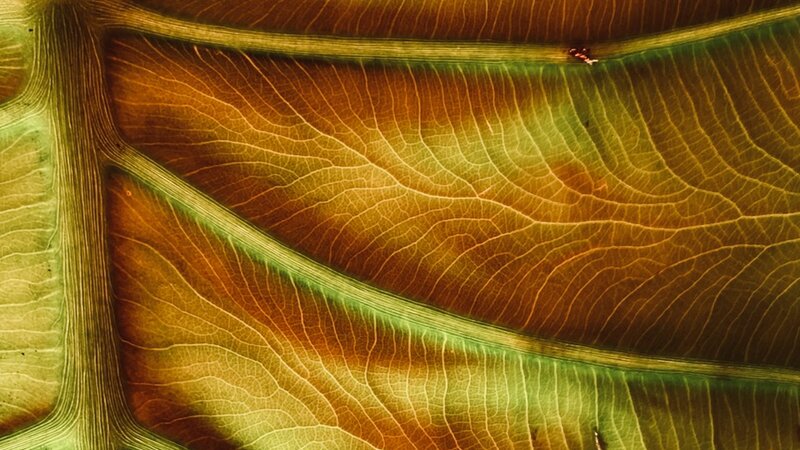 Photo of elephant ear plant, October, 2024.