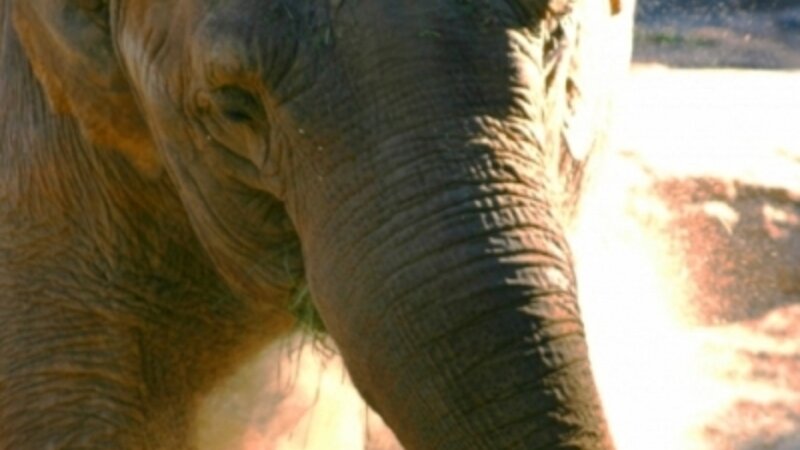 Elephant Blowing Smoke