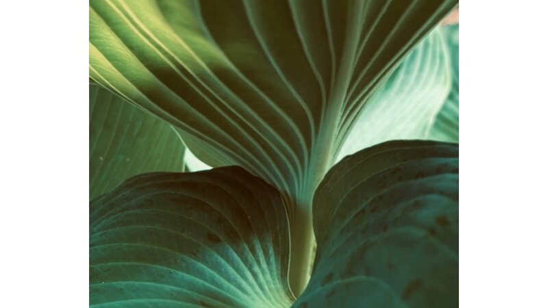 Photograph of Hosta plant, May 25, 2025. 
