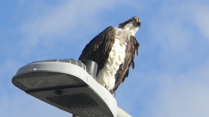 Osprey