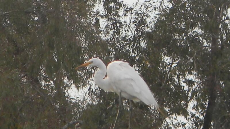 Great Egret