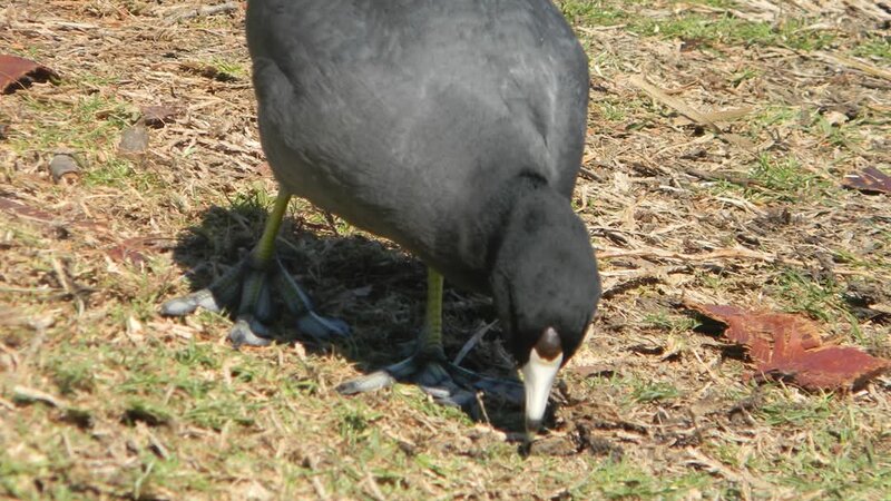 American Coot