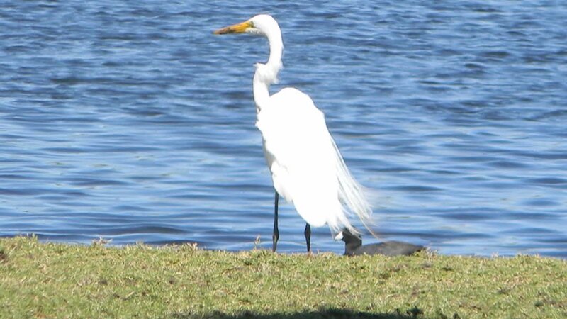 Great Egret