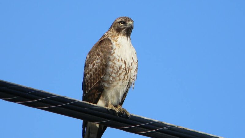 Red-tailed hawk