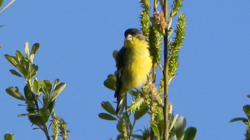 Lesser Goldfinch