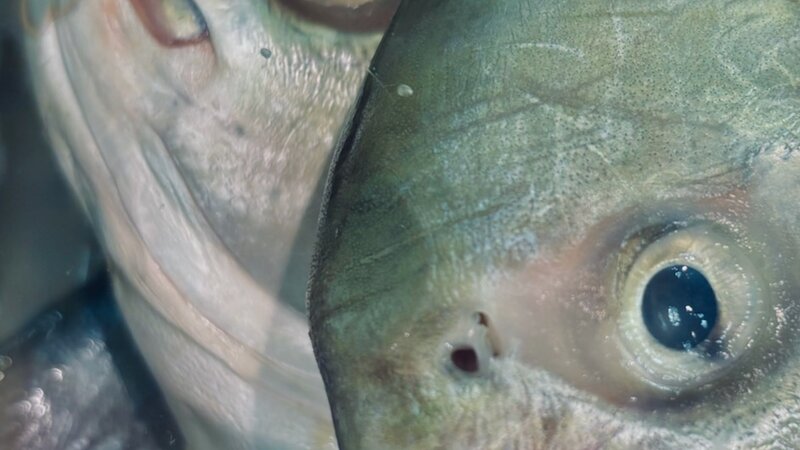 Photo of dead fish in grocery store, November, 2024.