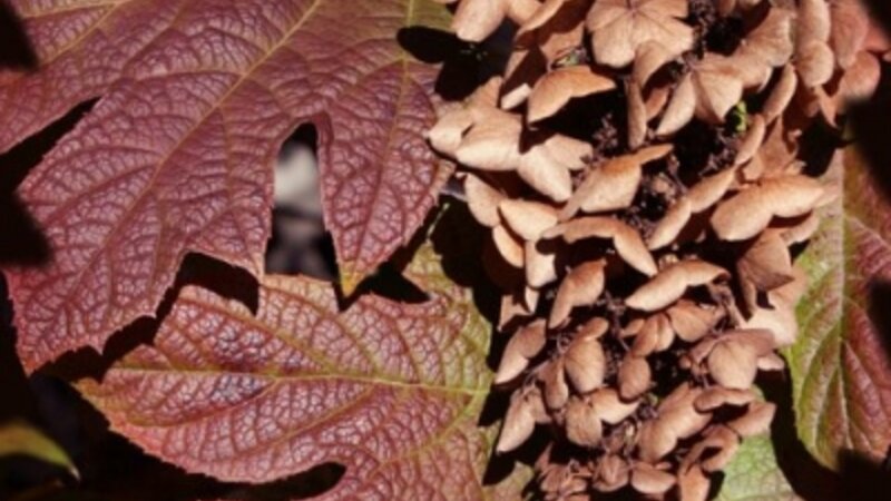Colors of Fall 2