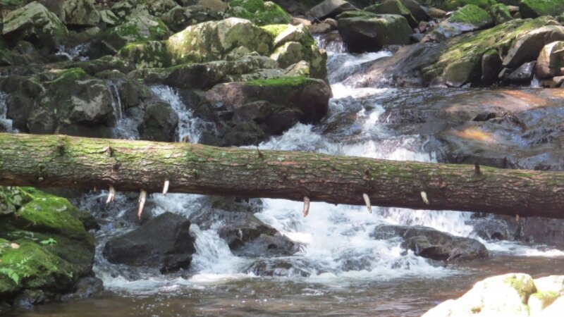 Fallen tree over rapids