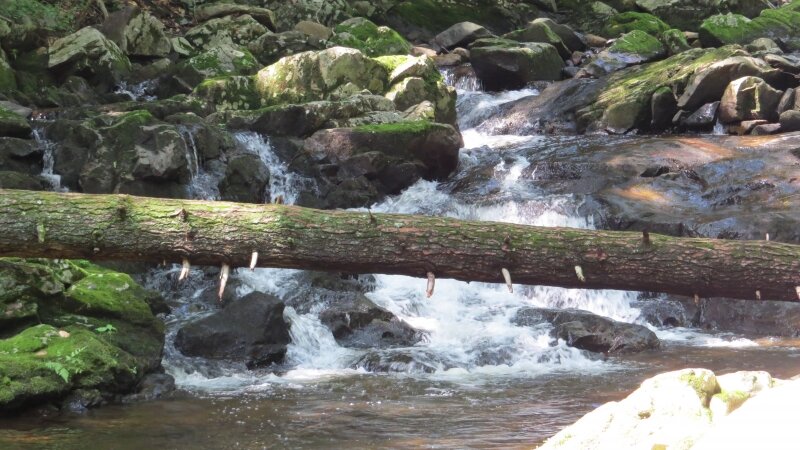 Fallen tree over rapids