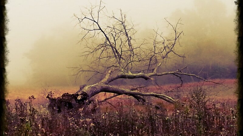 Tree, Fallen Tree, Autum, Field, Fall