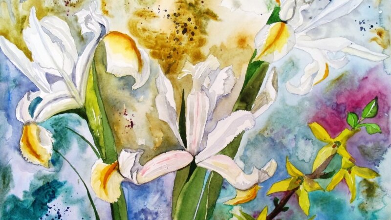 Starburst of white irises