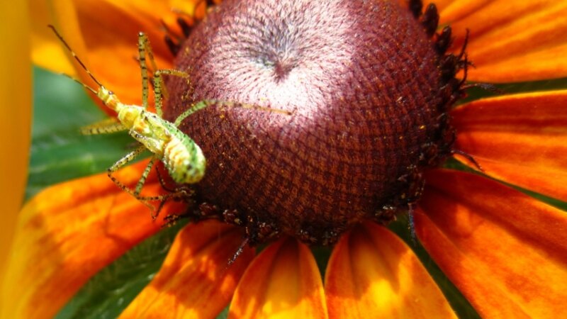 Blackeyed Susan With Colorful Insect