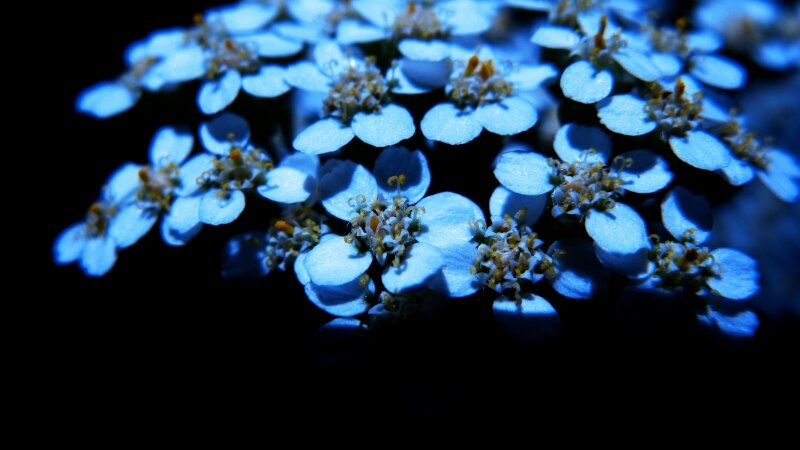Flowers in the Darkness