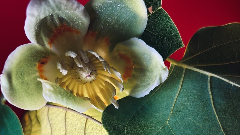 Photograph of leaf and flower.