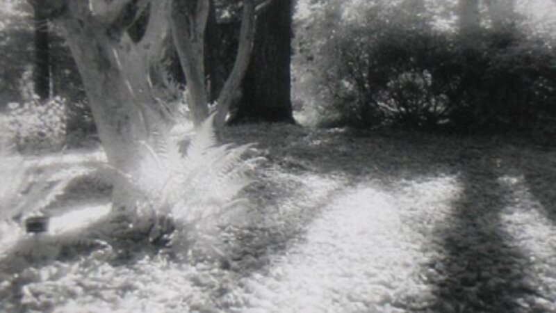 Forest Floor